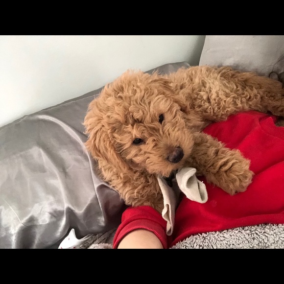 Meet your Posher, Meg - Picture 1 of 1